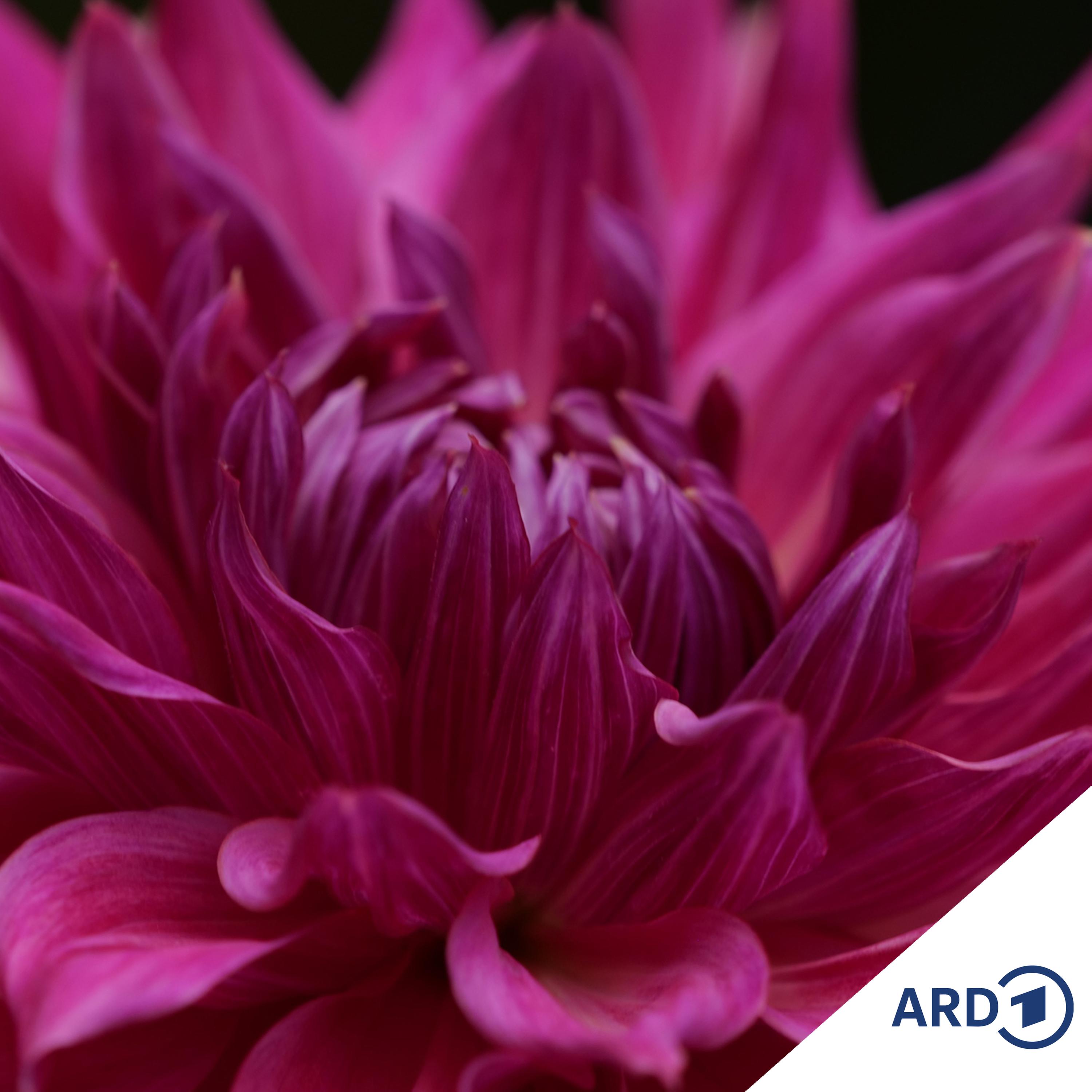 Im Grünen Bereich – Der NDR Gartenpodcast