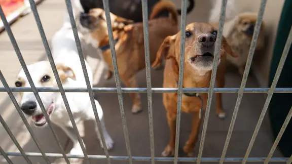 Hunde hinter einem Gitter in einem Tierheim