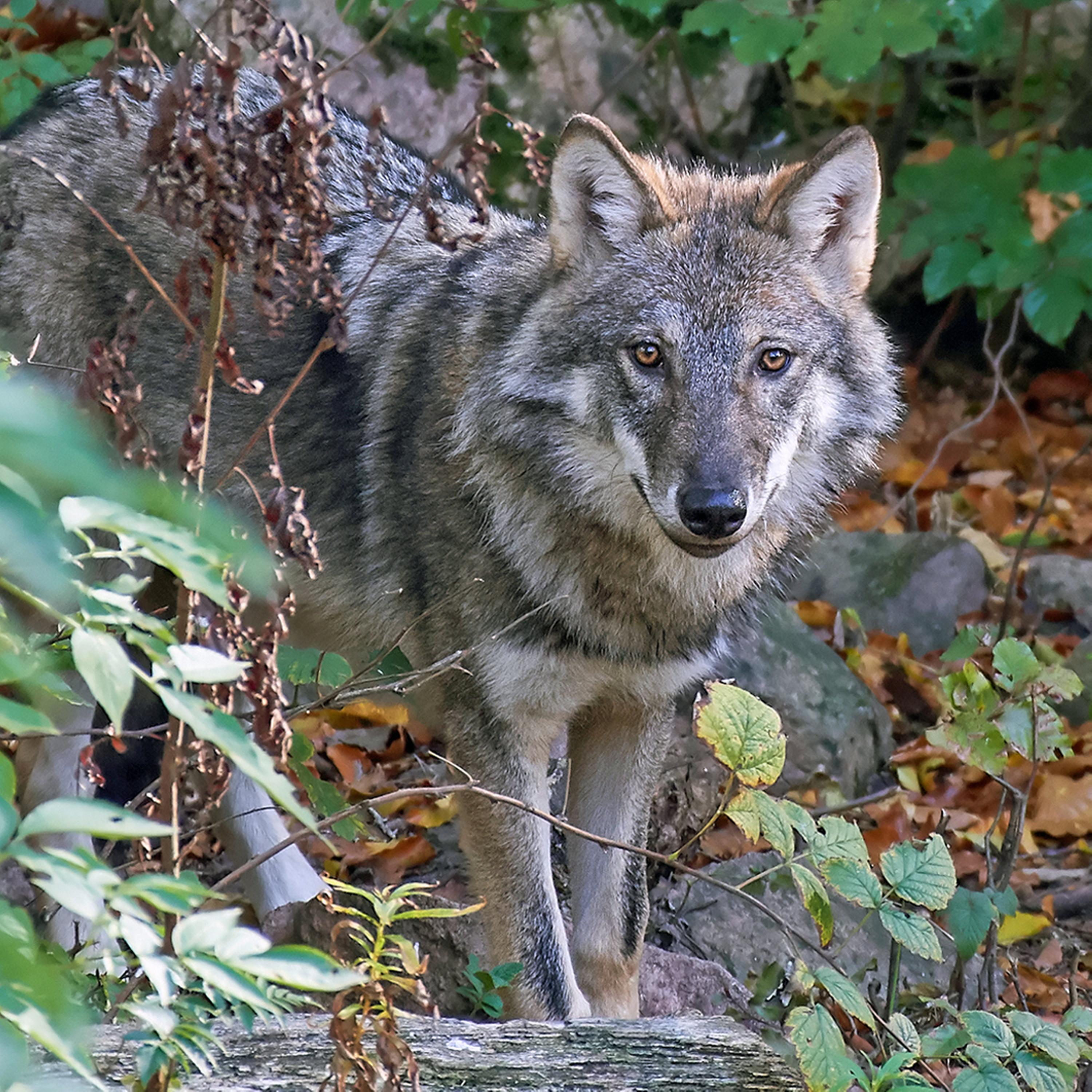 (85) Wolf & Co - Mit Wildtieren leben lernen