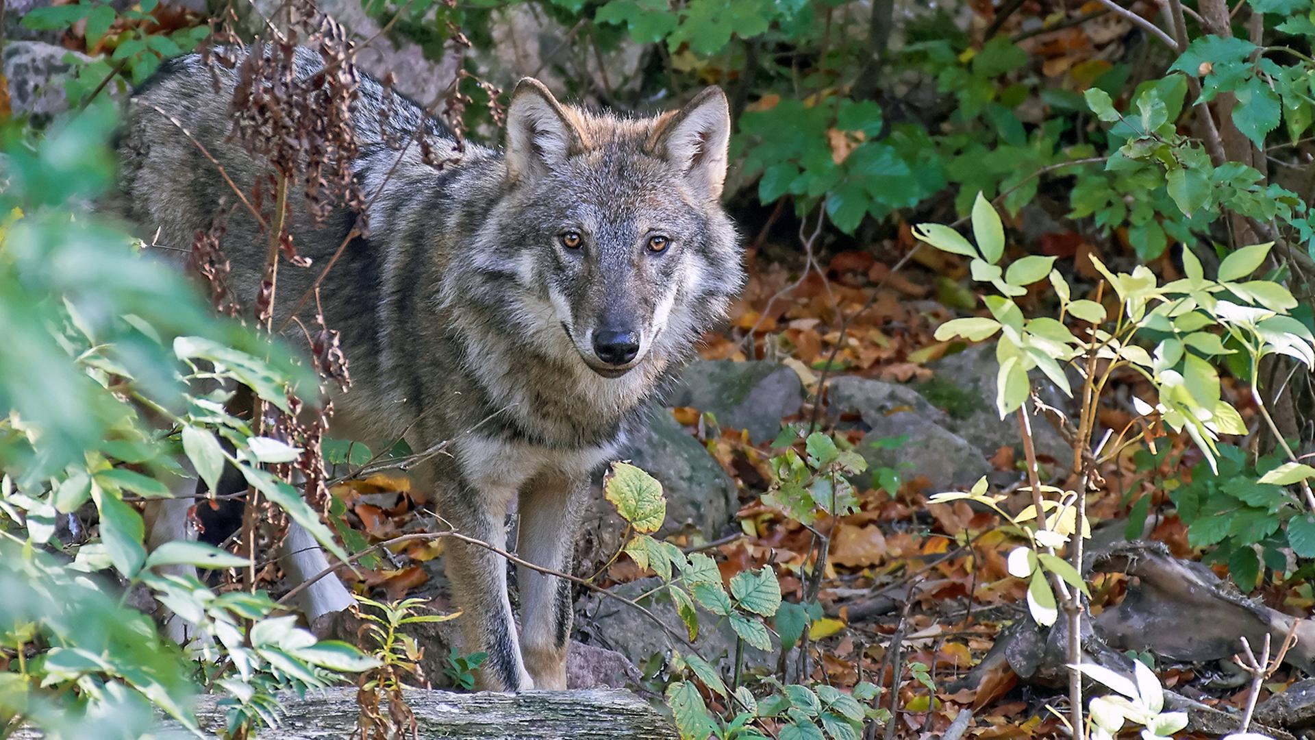Ein europäischer Wolf steht in einem Waldstück. | Colourbox, Dennis Jacobsen