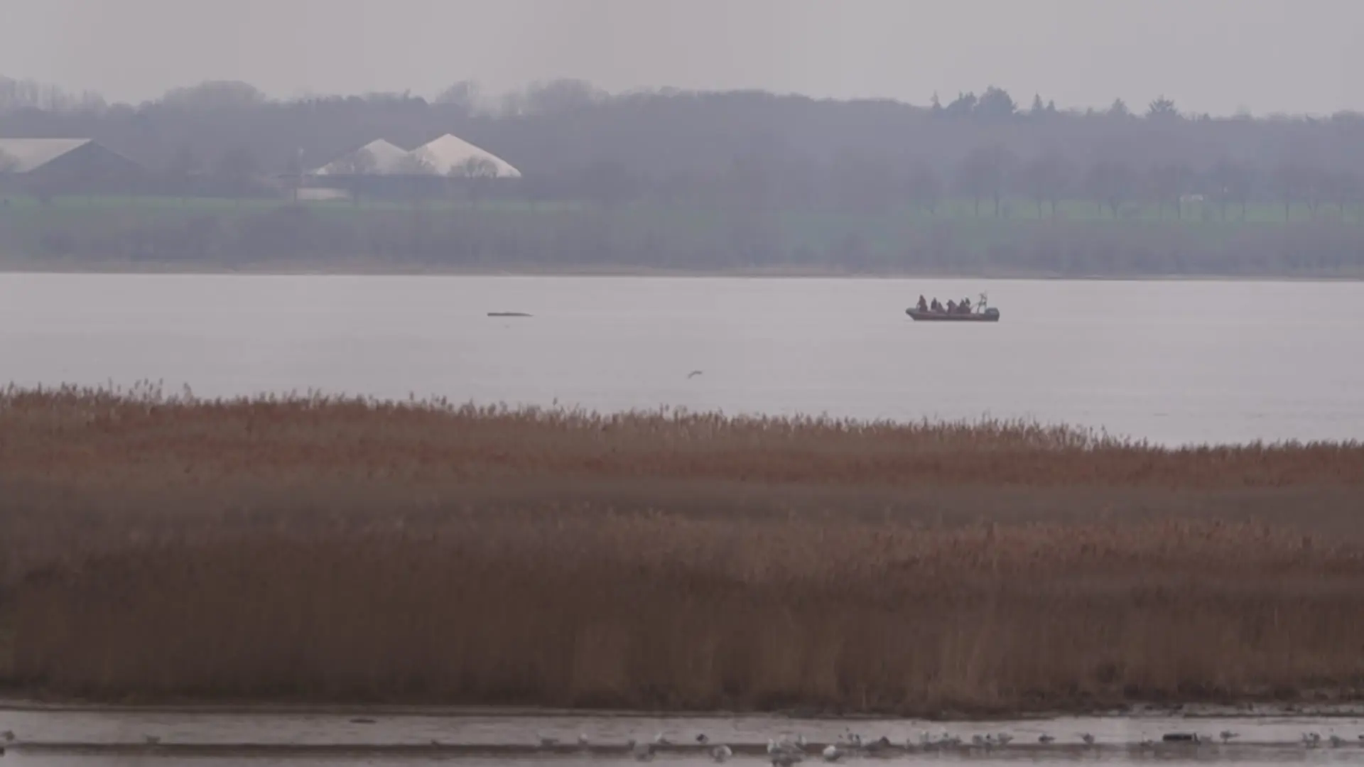 Liveblog: Buckelwal in der Bucht vor Wismar gestrandet