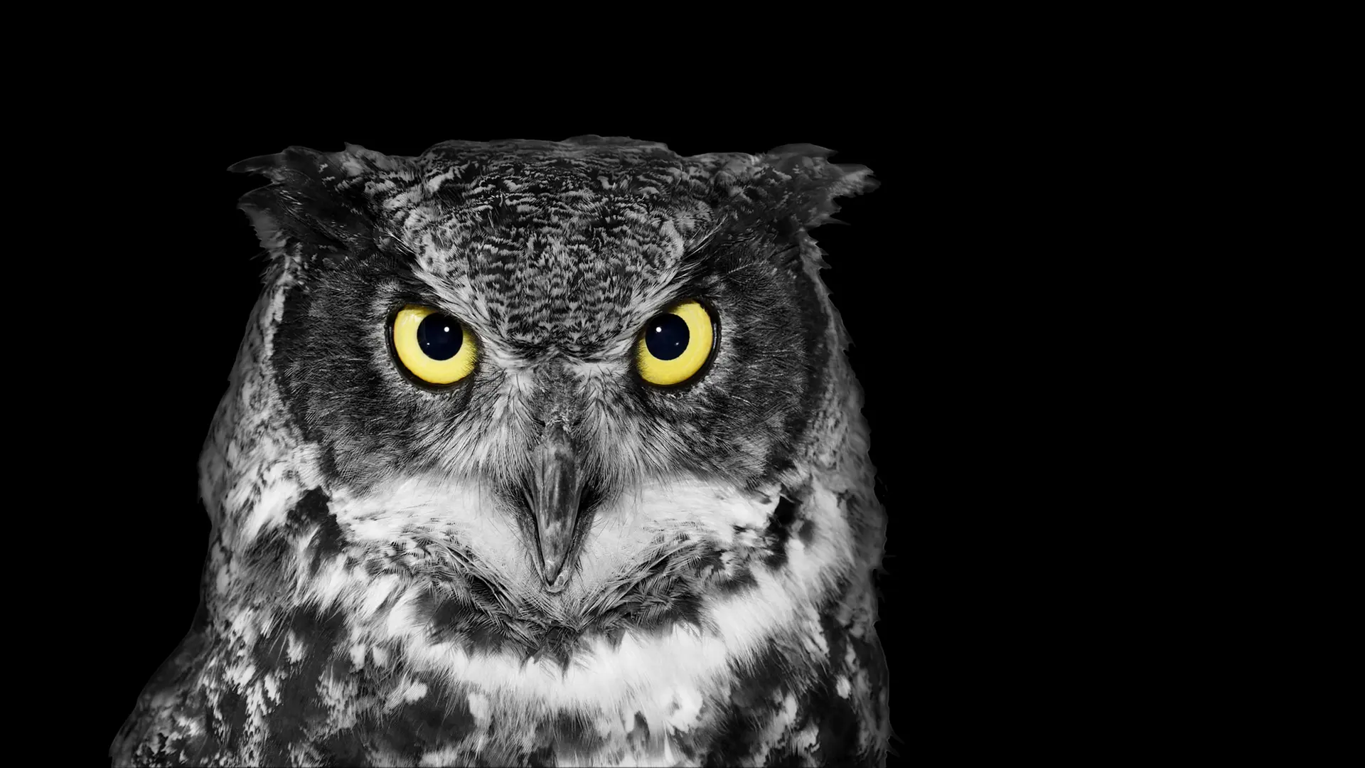 Scharbeutz: Polizei rettet verletzte Eule von Straße