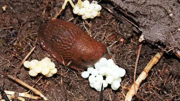 Eine Nacktschnecke zwischen Schneckeneiern