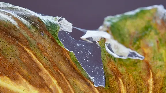 Das Blatt eines Philodendrons, das von Spinnenmilben befallen ist, in einer Nahaufnahme. | Panthermedia, firn Das Blatt eines Philodendrons, das von Spinnenmilben befallen ist, in einer Nahaufnahme.
