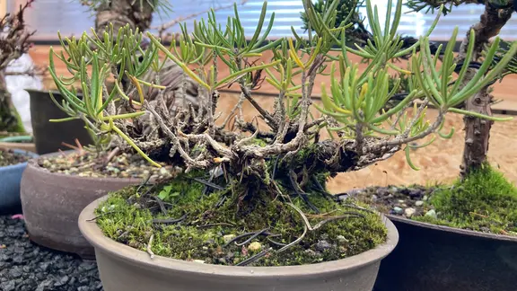 Bonsai: Die Kunst der kleinen Bume | ndr.de