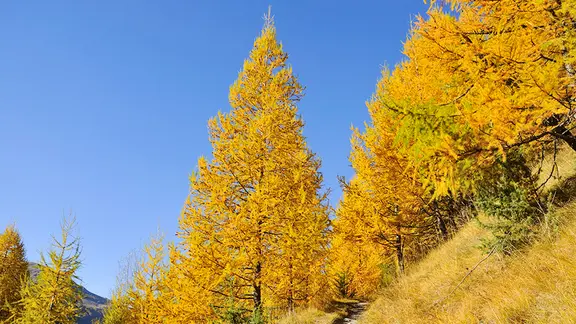 Die Lrche (Larix decidua) | ndr.de