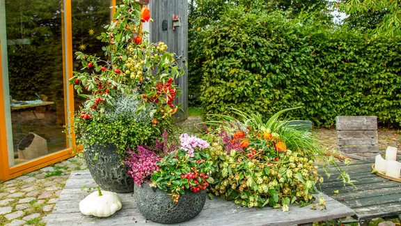 Kübel und Kästen für den Balkon herbstlich bepflanzen