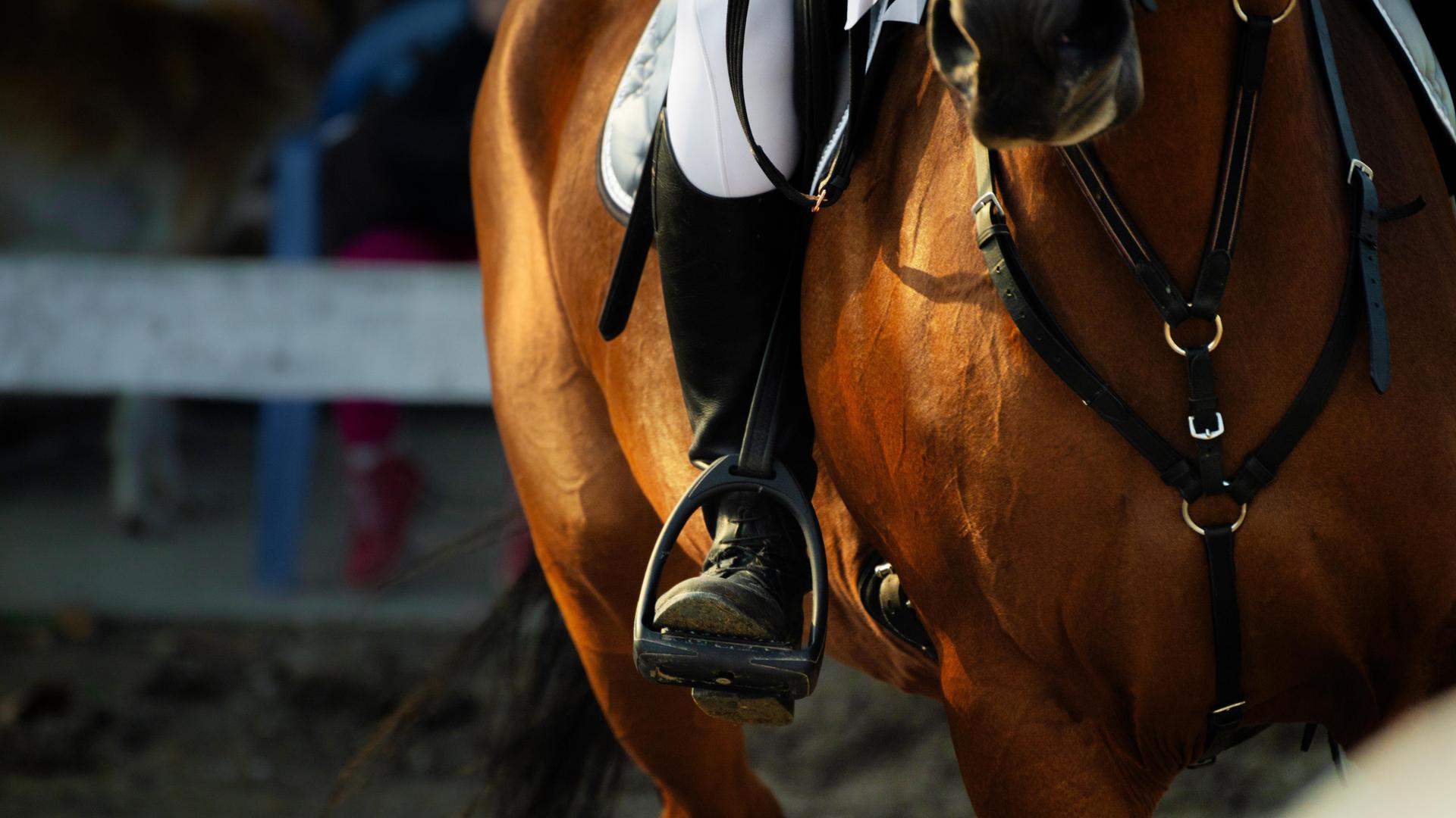 Westmecklenburgische Springreiter erfolgreich bei Landes-Hallenchampionat