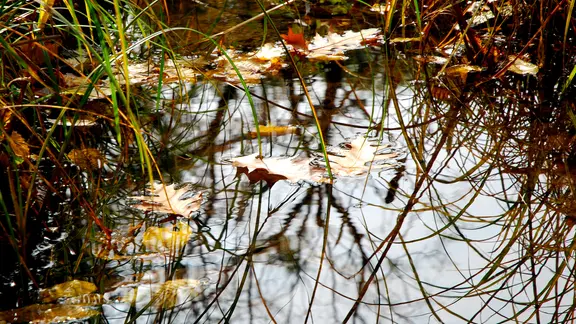 Biotop mit Herbstlaub.