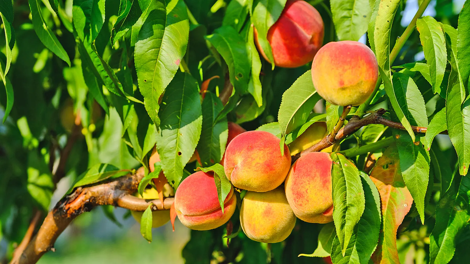 Einen Pfirsichbaum pflanzen, schneiden und pflegen | ndr.de