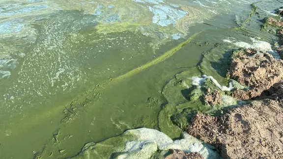 Blaualgen an einer unbewachten Badestelle am Strand von Tremt (Greifswalder Bodden).