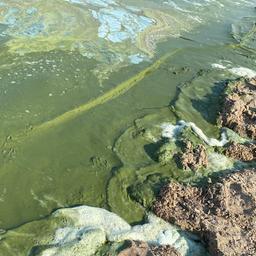 Blaualgen an einer unbewachten Badestelle am Strand von Tremt (Greifswalder Bodden).
