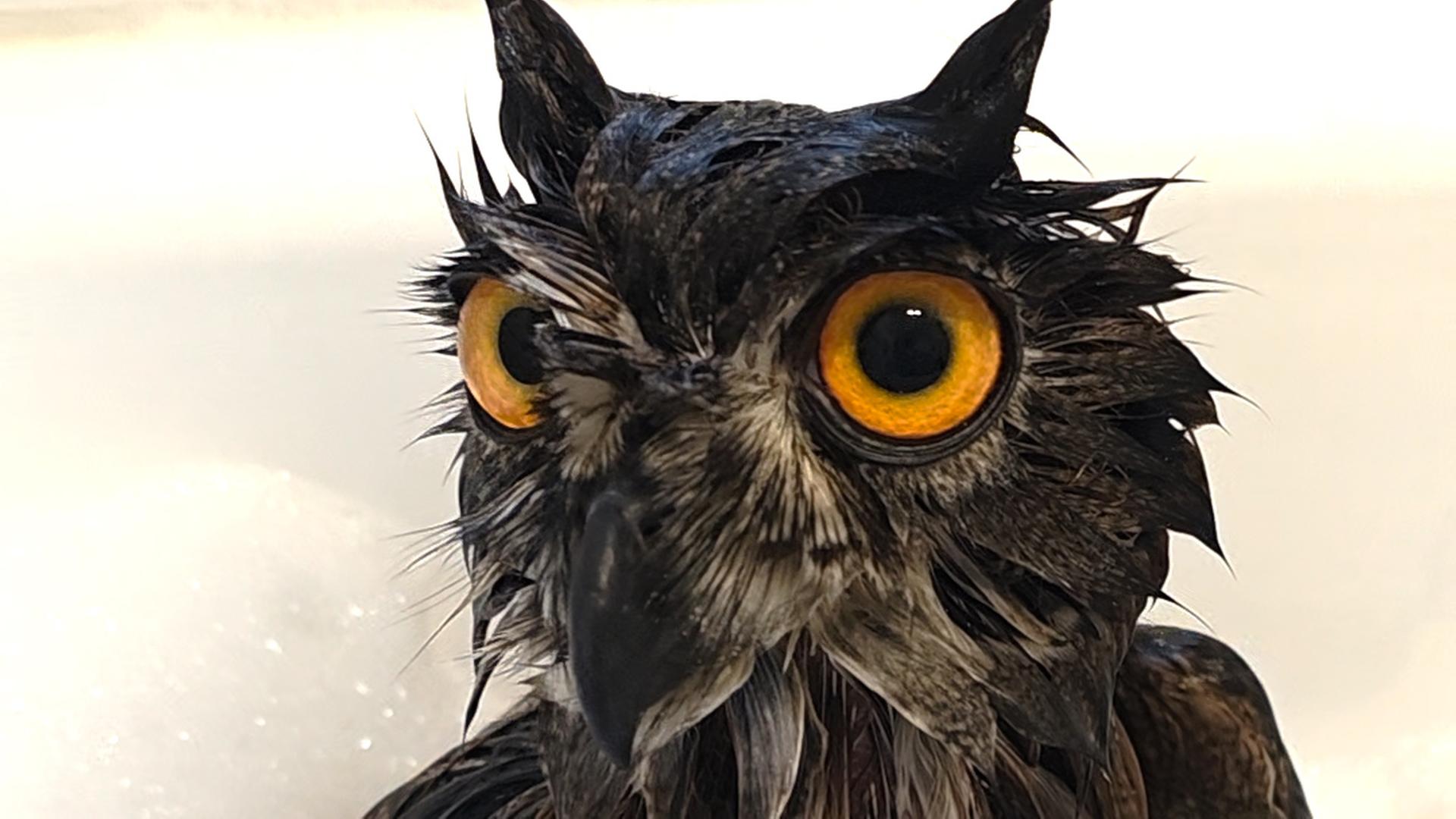 Ein nasser Uhu in der Dusche | Heike Knesebeck