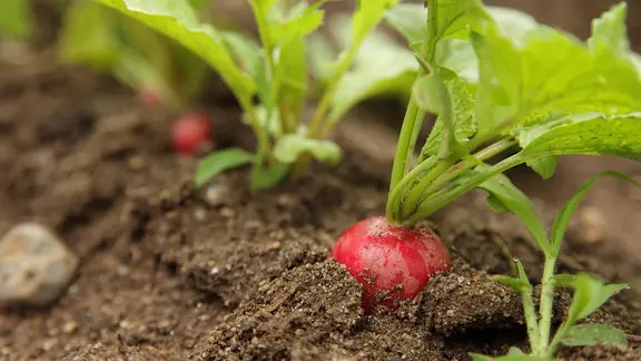 Radieschen wachsen in einem Beet