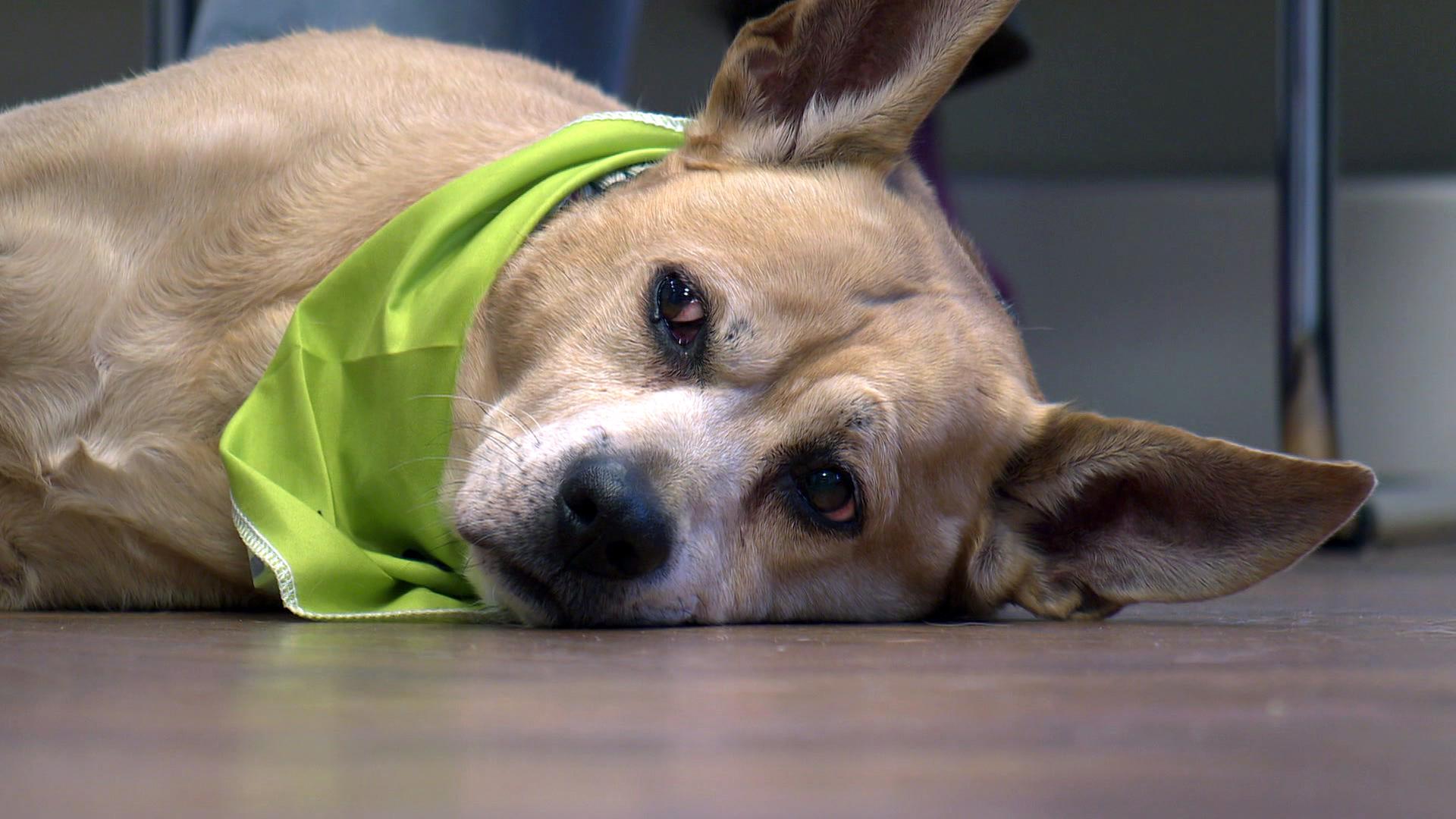 Erste Hilfe am Hund: DRK bietet Kurse in Bad Oldesloe an