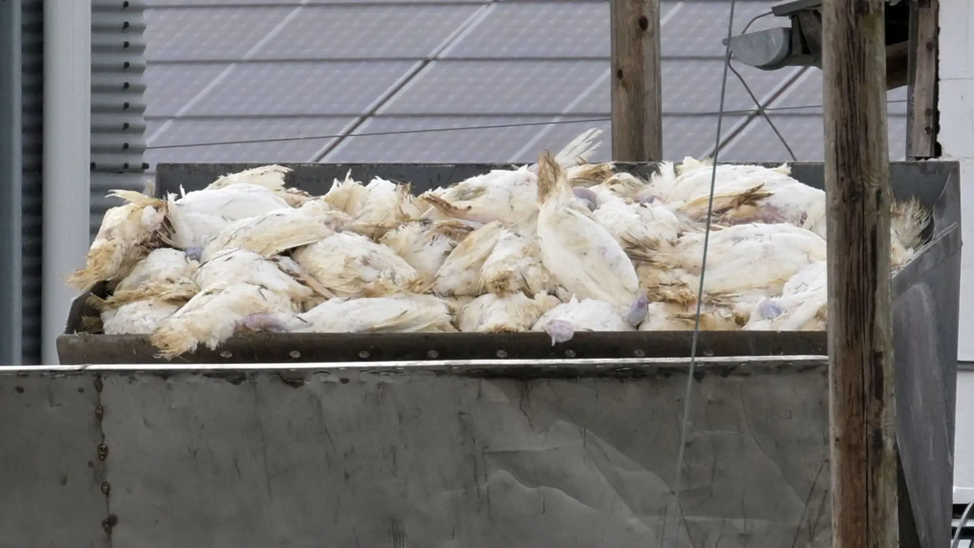 Mehr als 1,6 Millionen Tiere getötet - bislang folgenreichste Geflügelpest