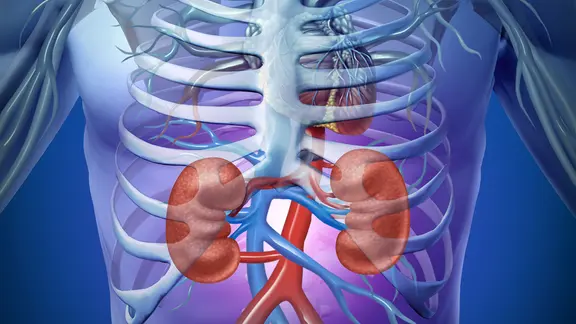 Eine grafische Darstellung der Nieren im Brustkorb. | Colourbox, Colourbox Eine grafische Darstellung der Nieren im Brustkorb.