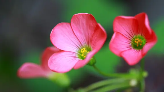 Um seine zarten Blüten bilden zu können, benötigt Glücksklee eine Ruhephase. | Colourbox, Jolanta Mayerberg Rosfarbene Blüten von Glücksklee
