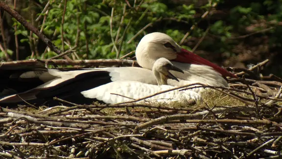 Storch mit Nachwuchs im Nest.