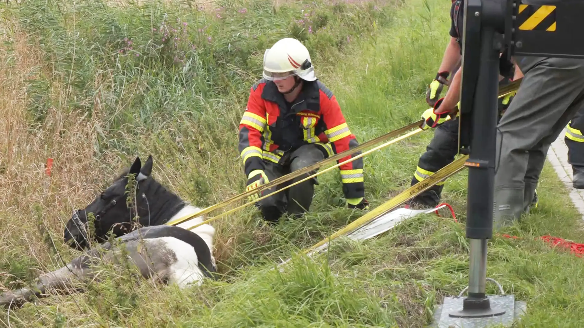 Horse stuck in three-meter-deep ditch