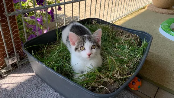 Die Maikitten im Tierheim Malchow