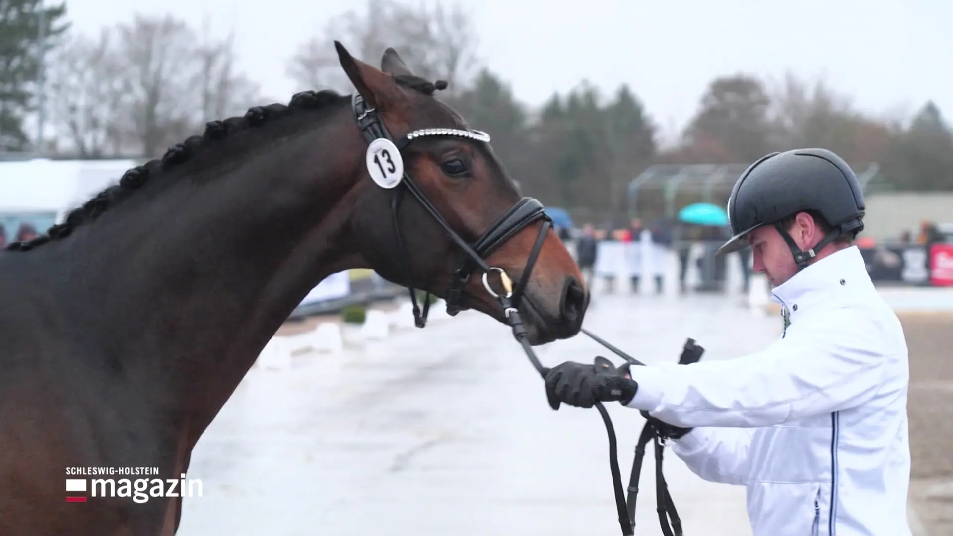 Trakehner Hengstmarkt: Zahl der Junghengste sinkt