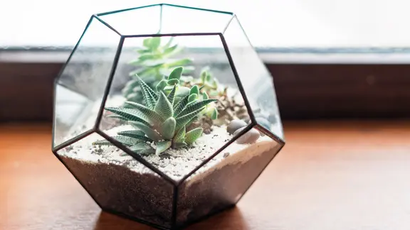 Ein kleines bepflanztes Glasgefäß | Colourbox, Ievgeniia Pidgorna Ein kleines bepflanztes Glasgefäß