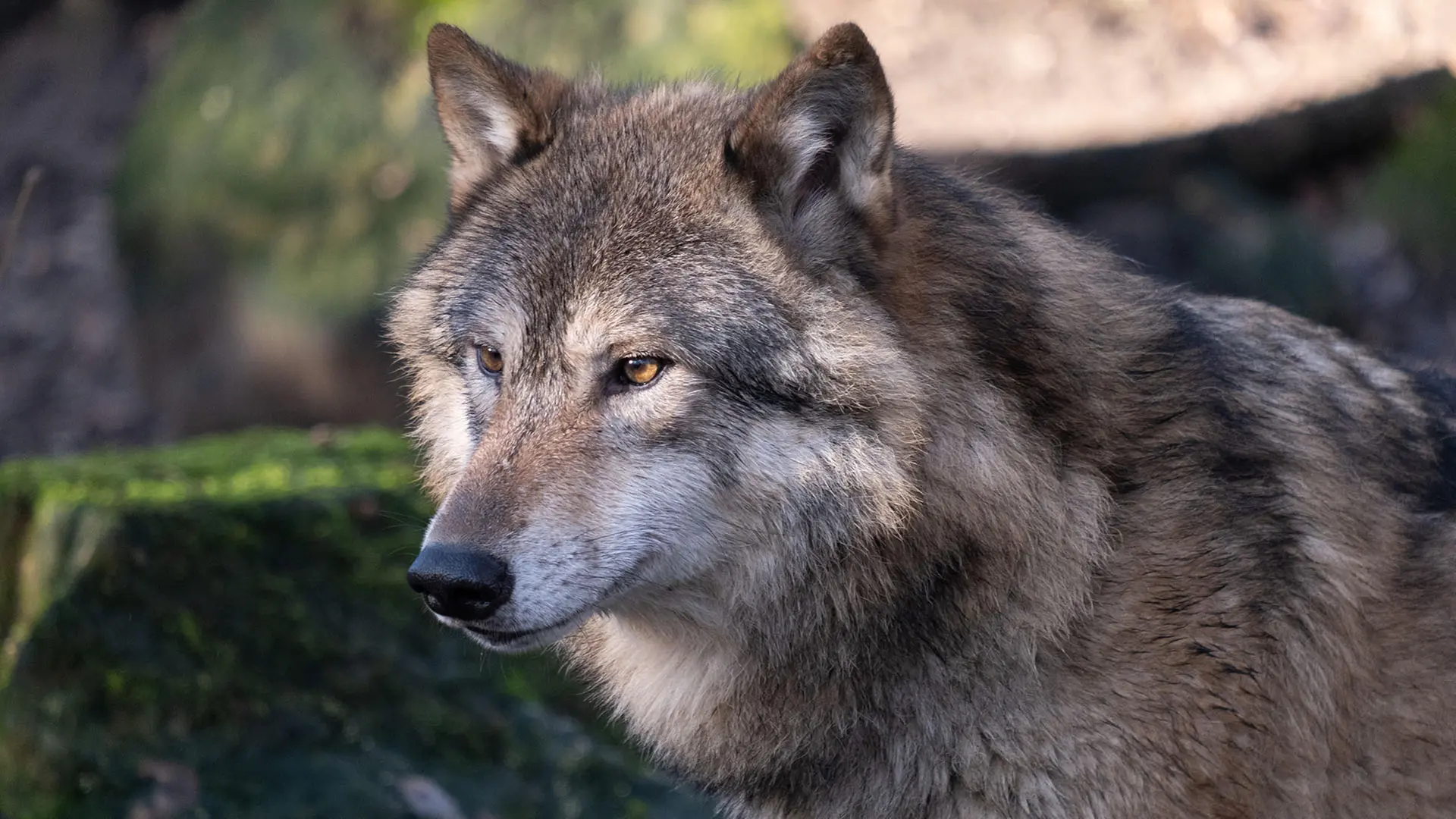 Bundesrat stimmt zu: Wolf darf künftig gejagt werden