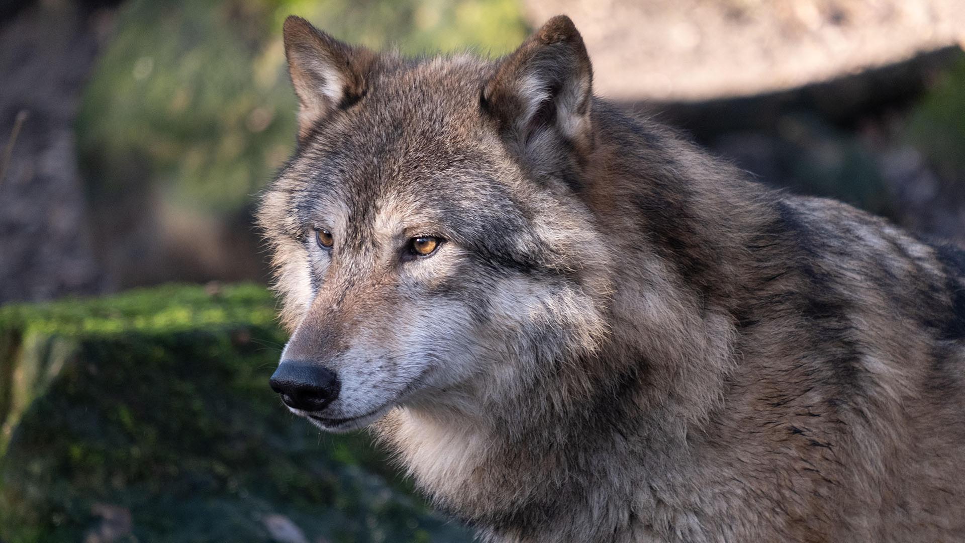 Ein Wolf blickt nach links. | picture alliance / agrarmotive, Klaus-Dieter Esser