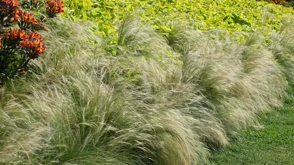 Mexikanisches Federgras in einem Garten.