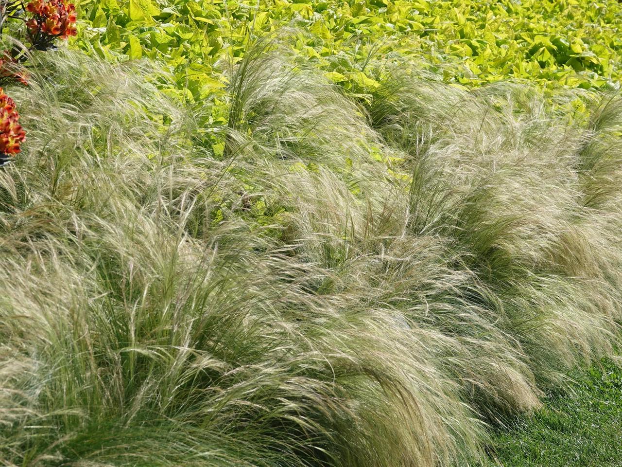 ist bodenaktivator dünger DCM Bodenaktivator – Rasen & Garten 4-10-2 + 1 Fe – LazyGarden