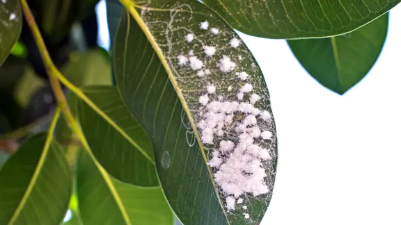 Ein von Wollläusen befallenes Blatt eines Gummibaumes | Colourbox, Sokolenko Ein von Wollläusen befallenes Blatt eines Gummibaumes