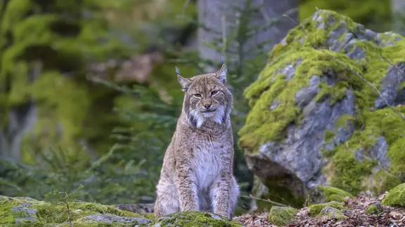 Ein Luchs sitzt auf einem Felsen im Wald.