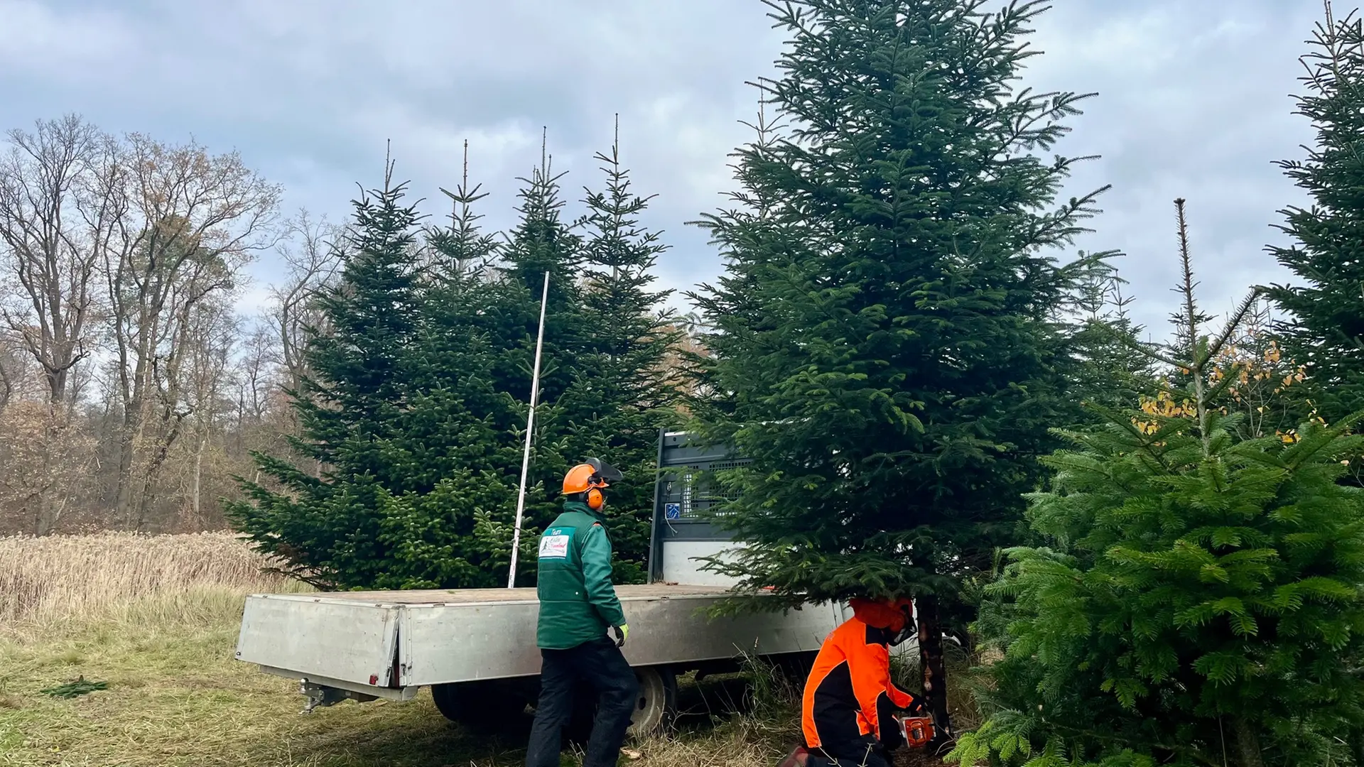 Verkauf von Weihnachtsbäumen startet: Tannen dieses Jahr teurer
