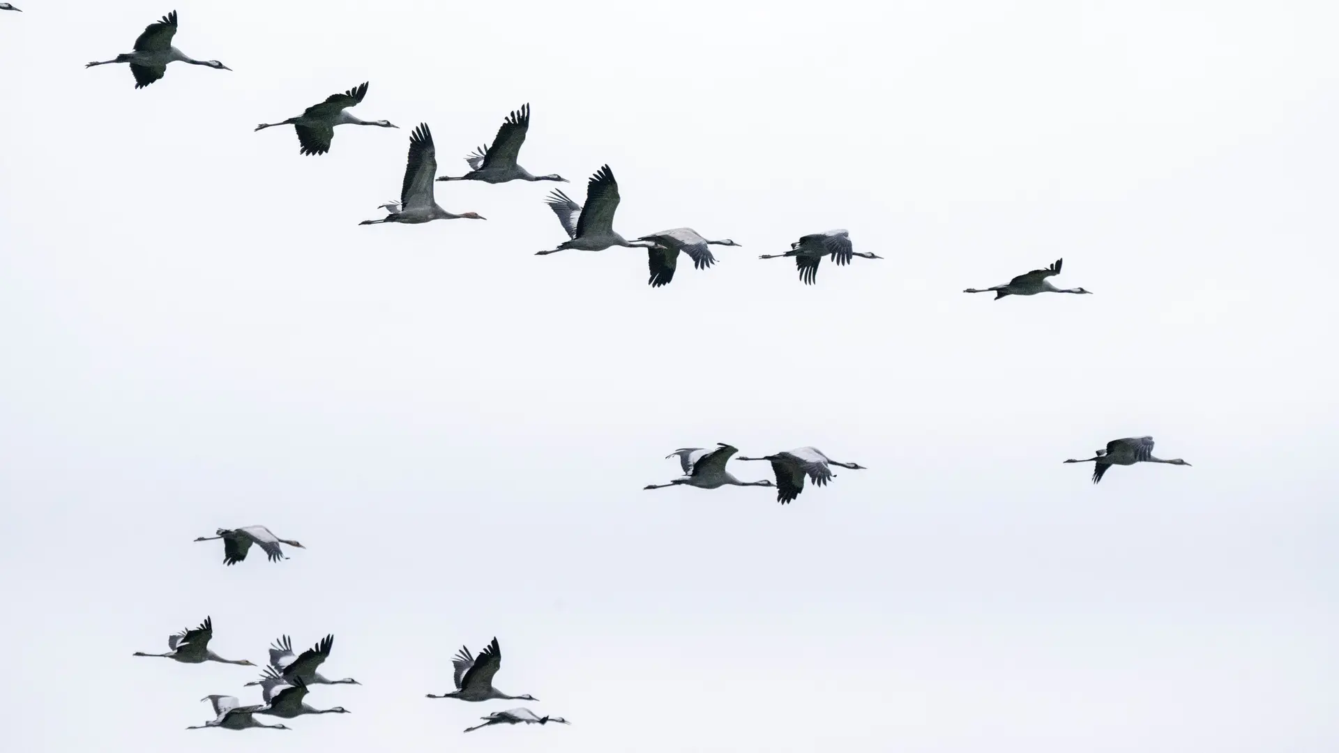 Vogelgrippe bei Kranichen: Experten beobachten einen Rückgang