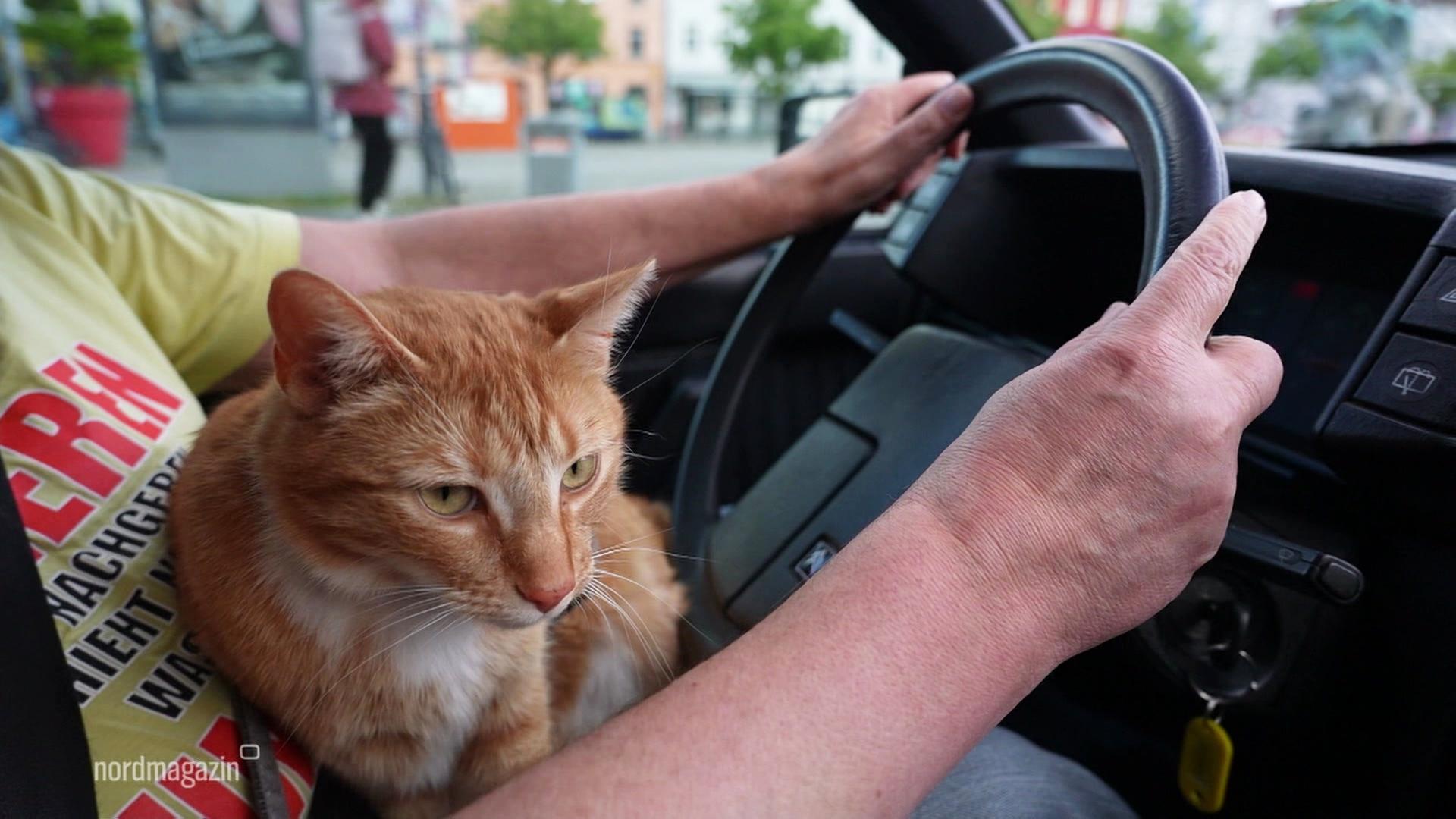 Mit Auto und Kater: Mitfahrgelegenheit ab Schwerin