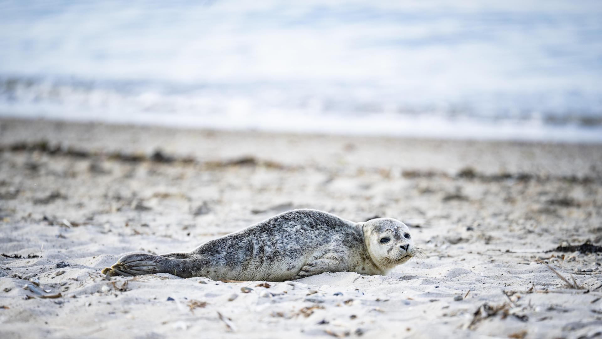 Ein Seehundjungtier liegt am Strand von Schillig. | picture alliance/imageBROKER | Manuela Hartmann