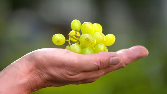 Weintrauben enthalten so viel Fruchtzucker, dass sie fast schon als Süßigkeiten gelten müssten. | NDR/45Min Zucker-Doku
