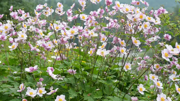 Herbst-Anemonen und passende Begleitpflanzen | ndr.de