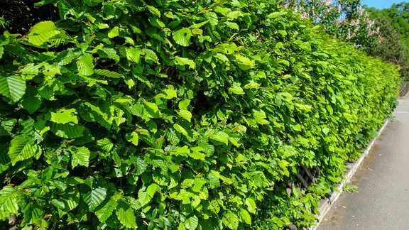 Eine Hecke aus Hainbuchen