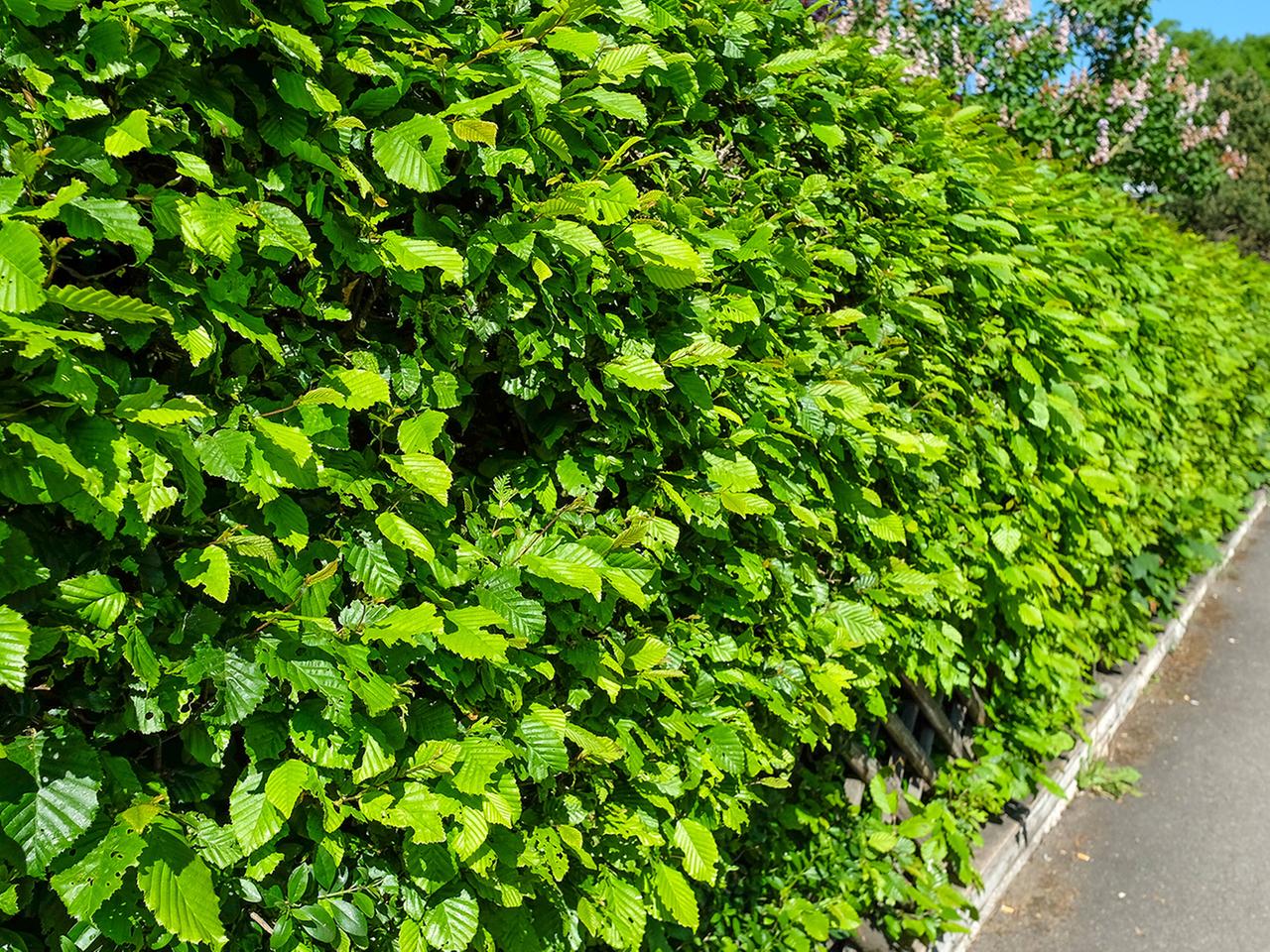 creeper plants Honolulu Creeper Antigonon leptopus Flowering Climber Plant main image 0