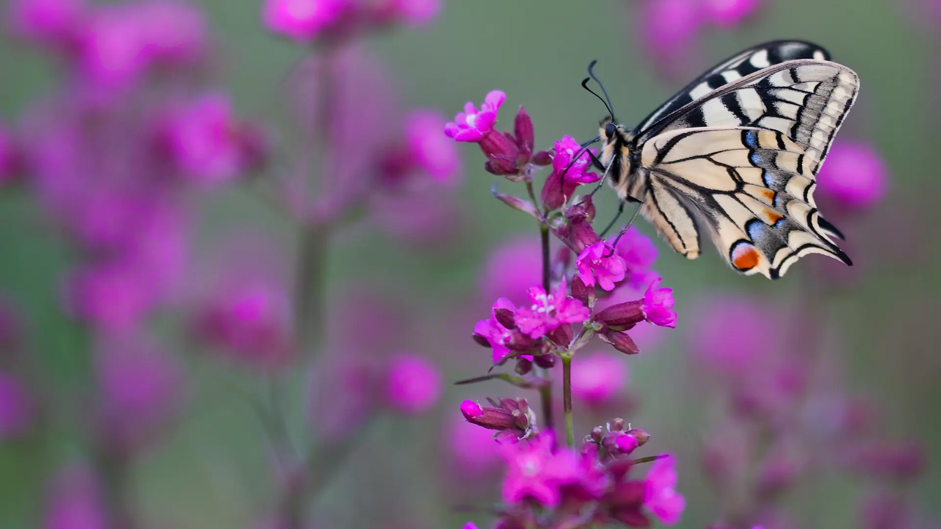Für Erhalt der Biodiversität: Modellprojekt in Bargum gestartet