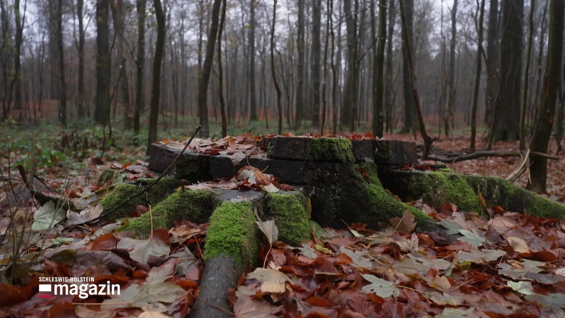 Waldzustandsbericht: Positives Feedback für SH