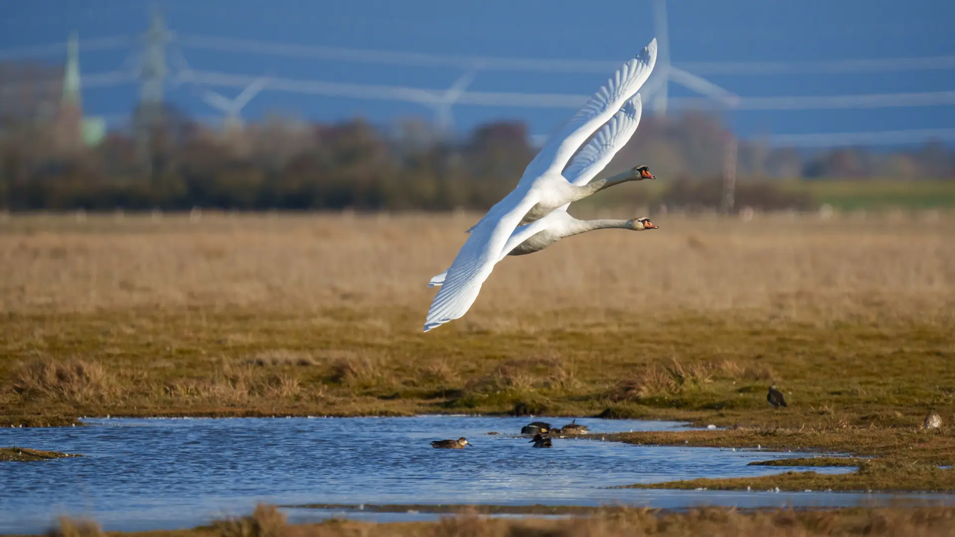 Bürgerinitiative will Ferienhäuser im Speicherkoog verhindern