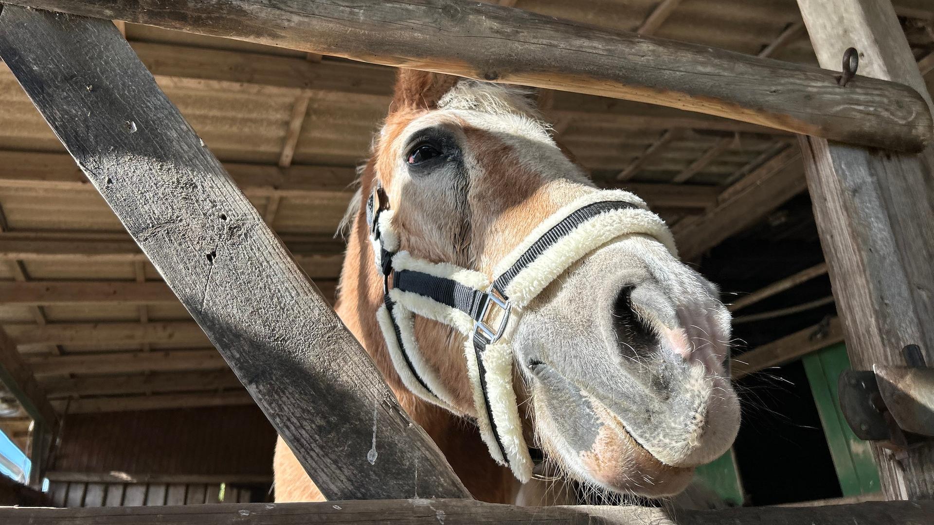 Das Pony 