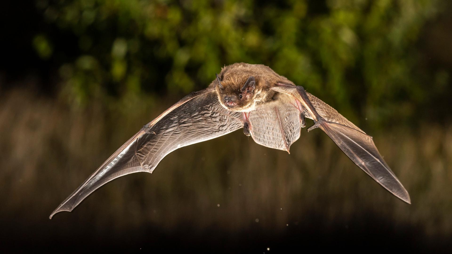 Batnight 2026: NABU lädt zur Fledermaus-Beobachtung ein