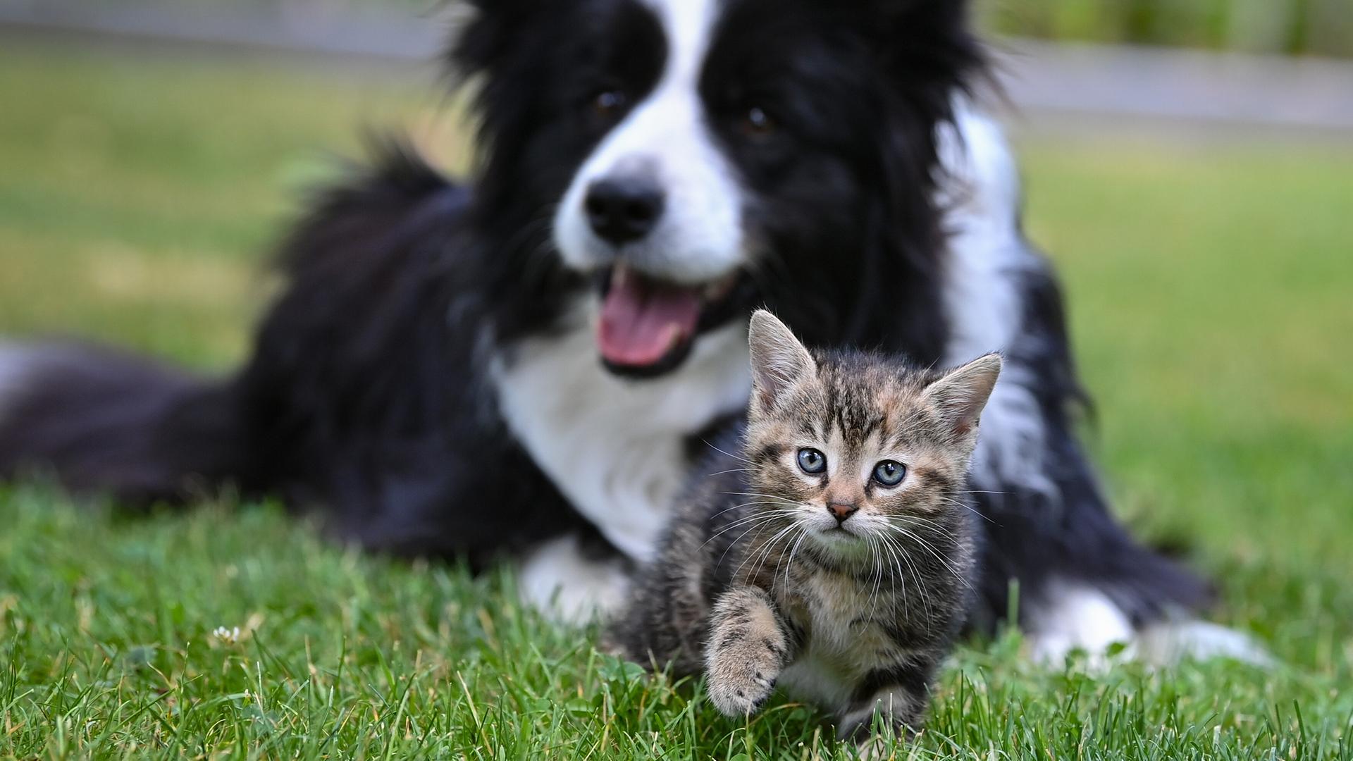 Von Tierpension bis Haussitter: Wohin mit Hund und Katze im Urlaub