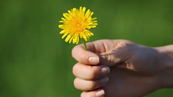 Lwenzahn: Viel mehr als lstiges Unkraut im Garten | ndr.de