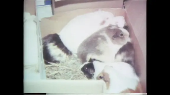 Meerschweinchen in einem Karton