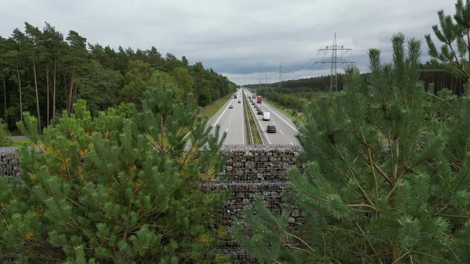 So gut funktionieren Grünbrücken und Tiertunnel gegen Wildunfälle